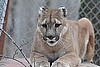 Pescha, female cougar